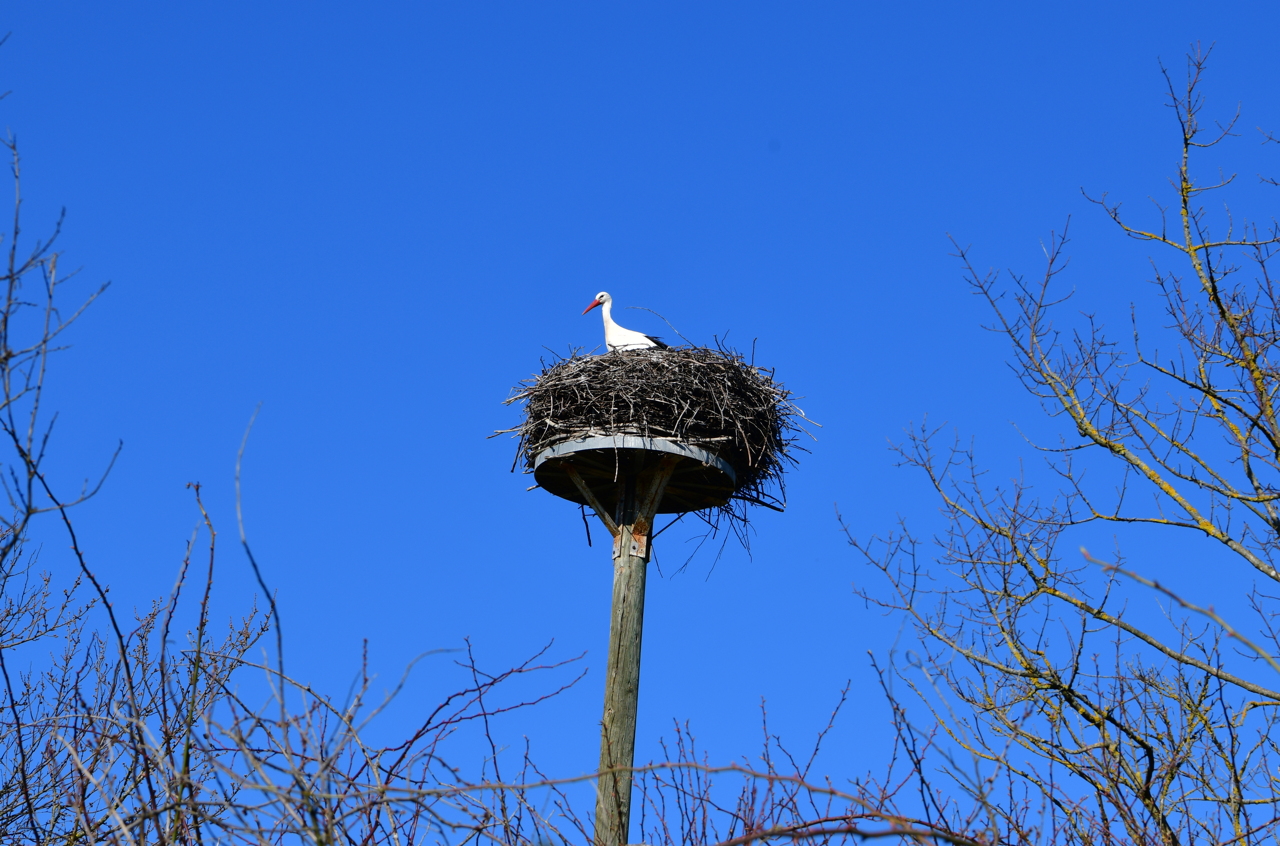 Storchennest in Mörfelden-Wallddorf Ortsgruppe Nabu Mörfelden Weißstorch Adebar der Kinderbringer