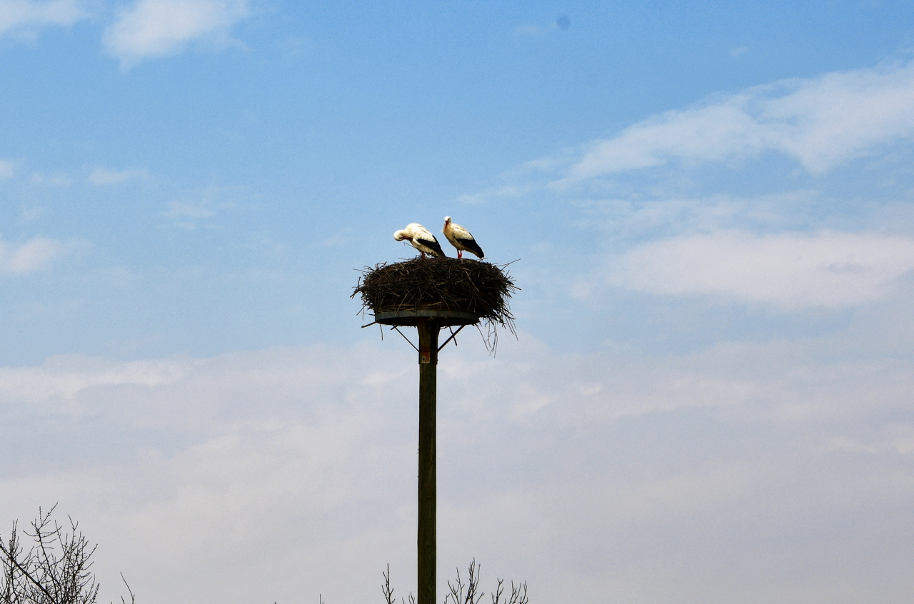 Storchennest in Mörfelden-Wallddorf Ortsgruppe Nabu Mörfelden Weißstorch Adebar der Kinderbringer