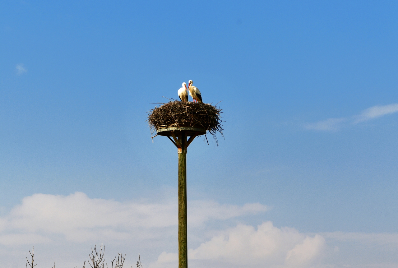 Storchennest in Mörfelden-Wallddorf Ortsgruppe Nabu Mörfelden Weißstorch Adebar der Kinderbringer