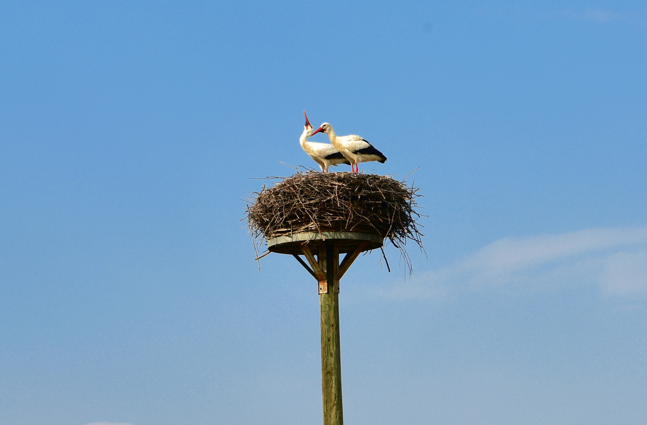 Storchennest in Mörfelden-Wallddorf Ortsgruppe Nabu Mörfelden Weißstorch Adebar der Kinderbringer