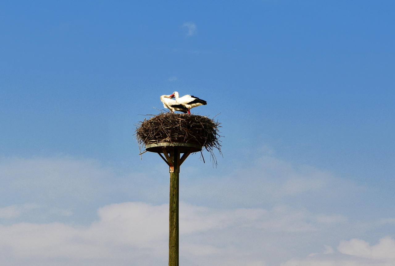 Storchennest in Mörfelden-Wallddorf Ortsgruppe Nabu Mörfelden Weißstorch Adebar der Kinderbringer