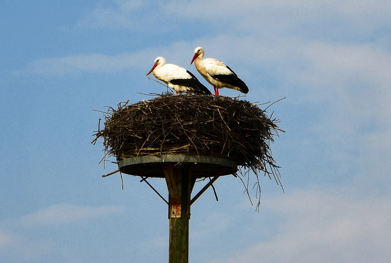 Storchennest in Mörfelden-Wallddorf Ortsgruppe Nabu Mörfelden Weißstorch Adebar der Kinderbringer