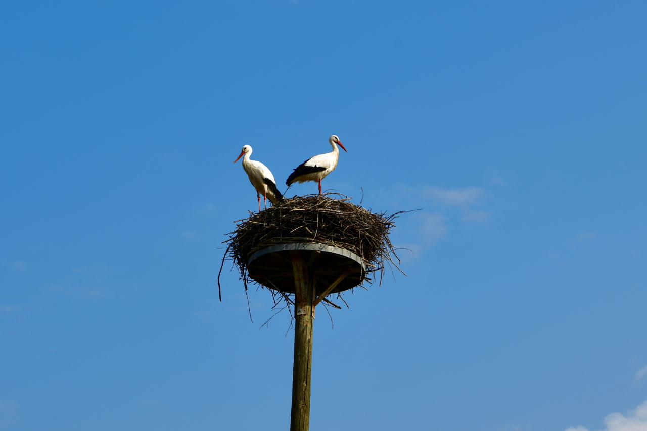 Storchennest in Mörfelden-Wallddorf Ortsgruppe Nabu Mörfelden Weißstorch Adebar der Kinderbringer