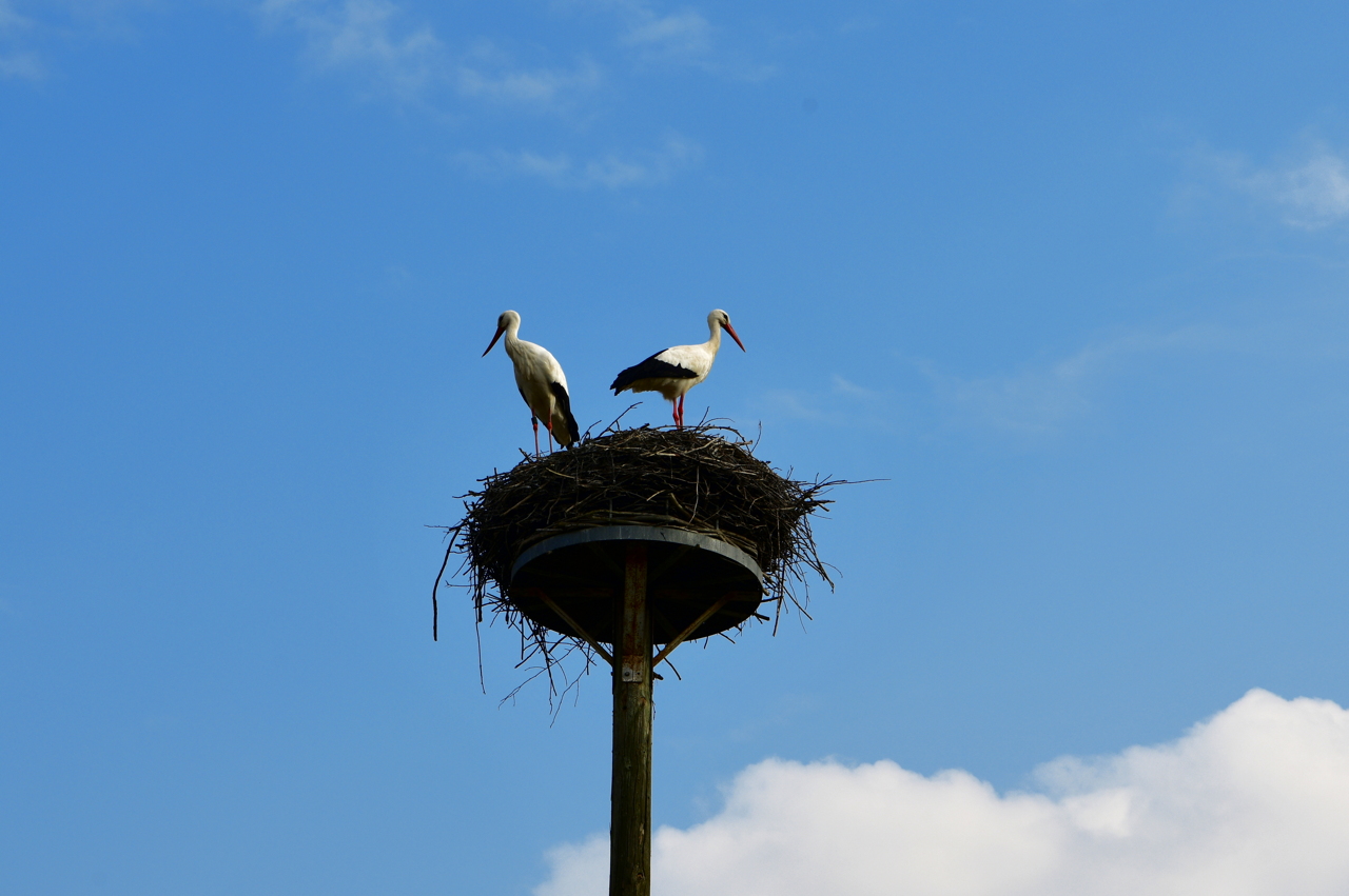 Storchennest in Mörfelden-Wallddorf Ortsgruppe Nabu Mörfelden Weißstorch Adebar der Kinderbringer