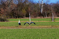 Storchennest in Mörfelden-Wallddorf Ortsgruppe Nabu Mörfelden Weißstorch Adebar der Kinderbringer