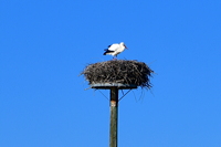 Storchennest in Mörfelden-Wallddorf Ortsgruppe Nabu Mörfelden Weißstorch Adebar der Kinderbringer