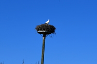 Storchennest in Mörfelden-Wallddorf Ortsgruppe Nabu Mörfelden Weißstorch Adebar der Kinderbringer