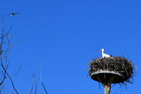 Storchennest in Mörfelden-Wallddorf Ortsgruppe Nabu Mörfelden Weißstorch Adebar der Kinderbringer