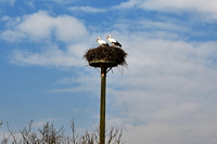 Storchennest in Mörfelden-Wallddorf Ortsgruppe Nabu Mörfelden Weißstorch Adebar der Kinderbringer