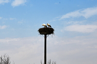 Storchennest in Mörfelden-Wallddorf Ortsgruppe Nabu Mörfelden Weißstorch Adebar der Kinderbringer