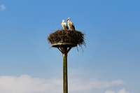 Storchennest in Mörfelden-Wallddorf Ortsgruppe Nabu Mörfelden Weißstorch Adebar der Kinderbringer