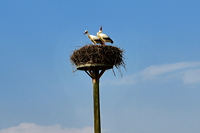 Storchennest in Mörfelden-Wallddorf Ortsgruppe Nabu Mörfelden Weißstorch Adebar der Kinderbringer