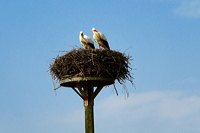 Storchennest in Mörfelden-Wallddorf Ortsgruppe Nabu Mörfelden Weißstorch Adebar der Kinderbringer