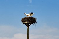 Storchennest in Mörfelden-Wallddorf Ortsgruppe Nabu Mörfelden Weißstorch Adebar der Kinderbringer