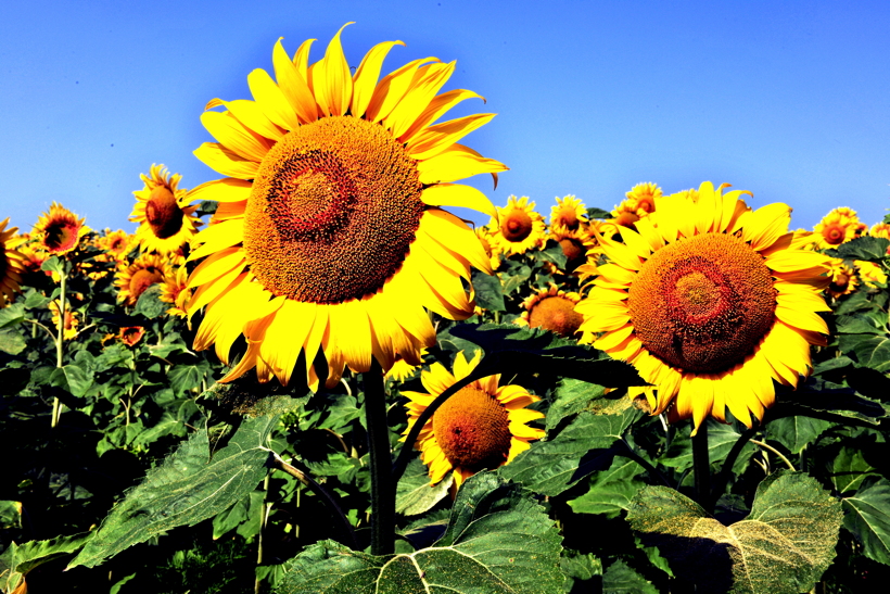 Summertime Sommertime Reisen Strand  Essen und Trinken