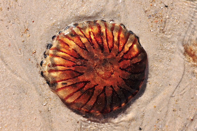 Sylt, Insel Sonne Sand und Strand im Norden von Deutschland