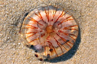 Sylt, Insel Sonne Sand und Strand im Norden von Deutschland