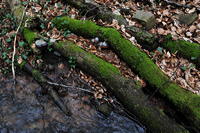 Historische Walddusche Gleisweiler im Haimbachtal Waldgemarkung der südpfälzischen Ortsgemeinde Gleisweiler.