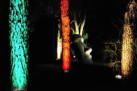 Winterlicht im Palmengarten Frankfurt Dezember 2012